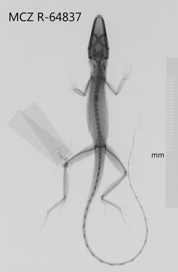 Media type: image;   Herpetology R-64837 Aspect: dorsoventral x-ray